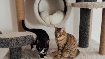 cats not getting along