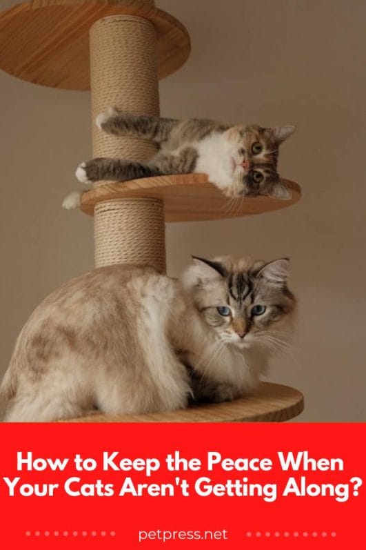 How to Keep the Peace When Your Cats Aren't Getting Along