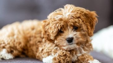 cavapoo