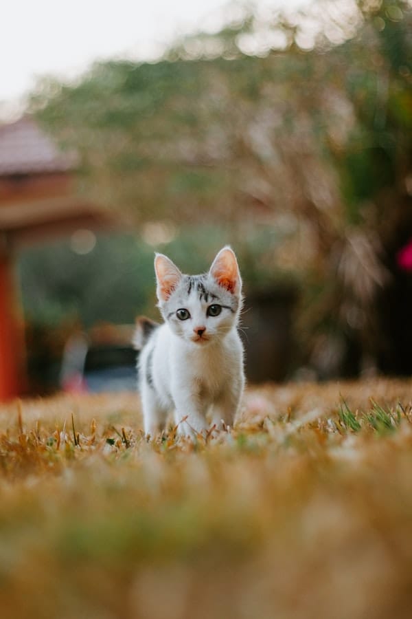 cute-kitten