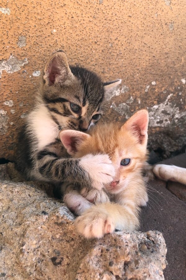 cute-kittens