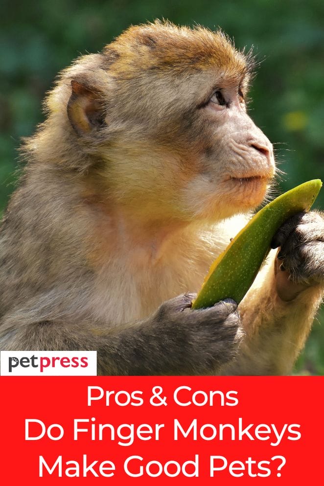 Explore The Pros and Cons: Do Finger Monkeys Make Good Pets?