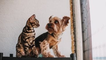 dog-and-cat