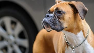 dog breeds that drool