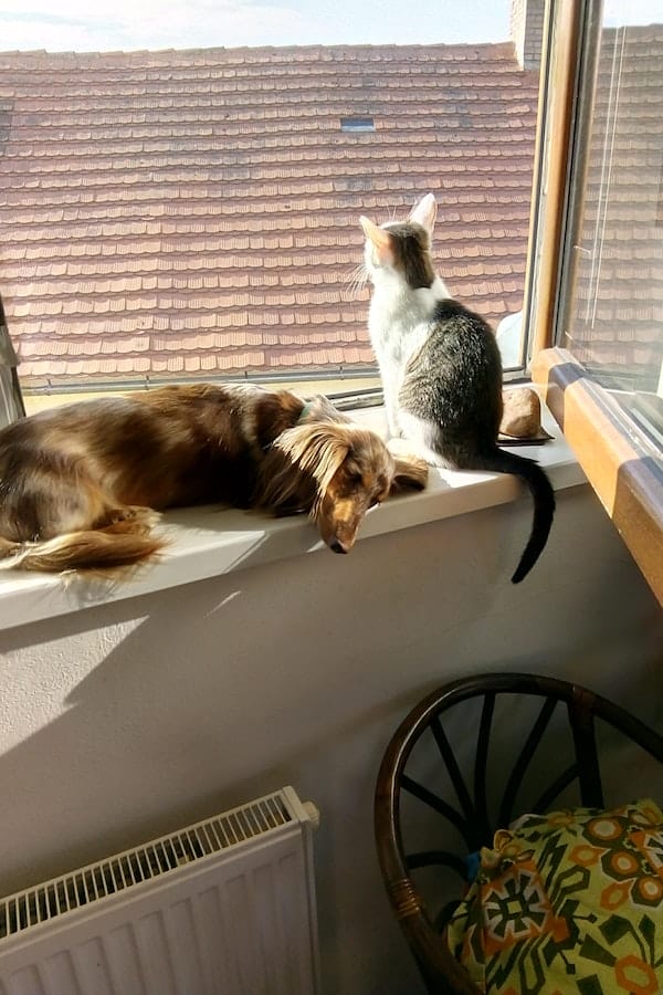 dog-cat