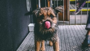 dog-excessive-lips-licking