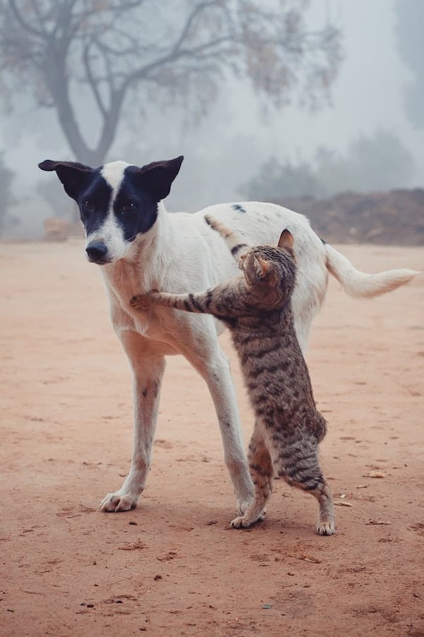 dog-fighting-cat