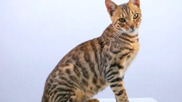 exotic-cat