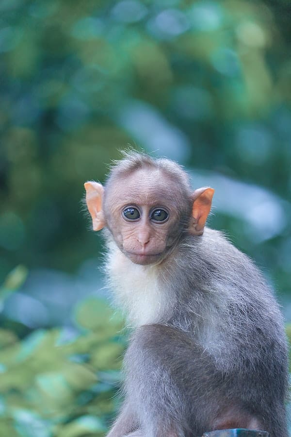 finger-monkey-as-pet