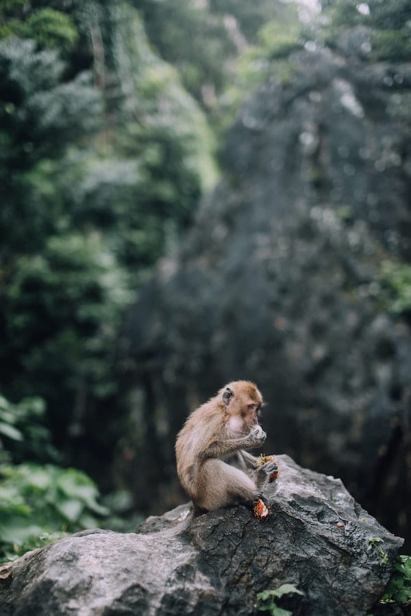 finger-monkey-eating