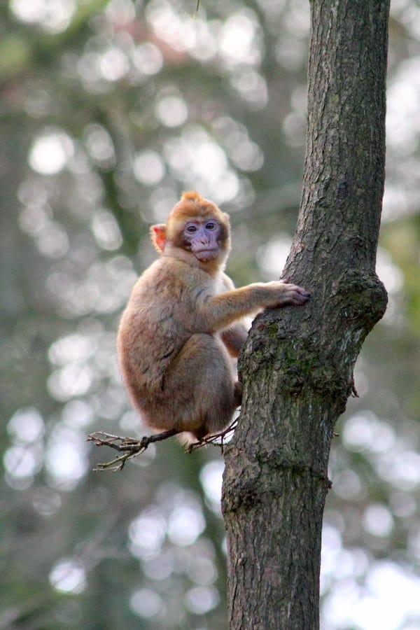 finger-monkey-on-tree