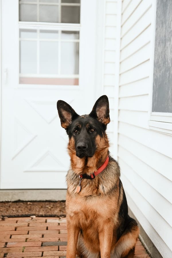 guard-dog-training-tips