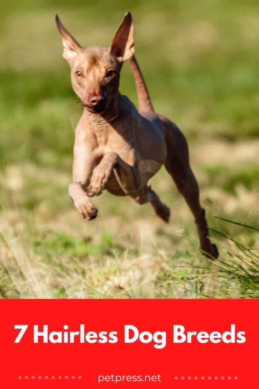 7 Most Popular Hairless Dog Breeds PetPress