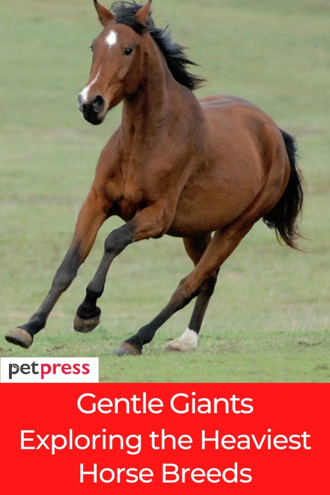 heaviest horse breeds