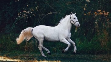 heavy-horse-breeds