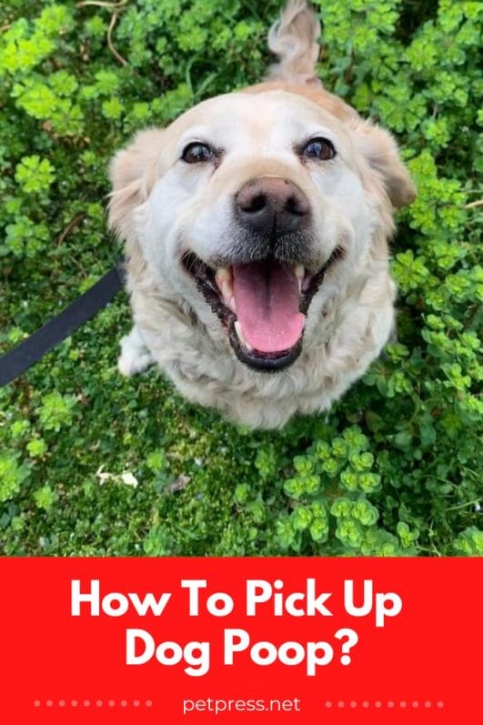 How to Pick Up Dog Poop Without Getting Your Hands Dirty