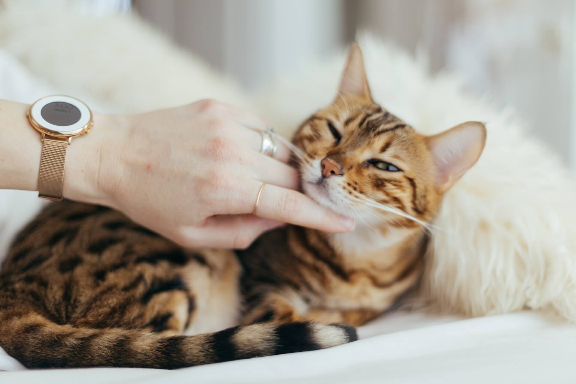 How To Treat Cat Abscess At Home A Cat Owner's Guide