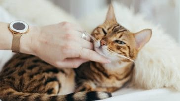 how to treat cat abscess at home
