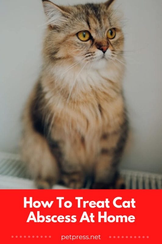 How To Treat Cat Abscess At Home A Cat Owner's Guide