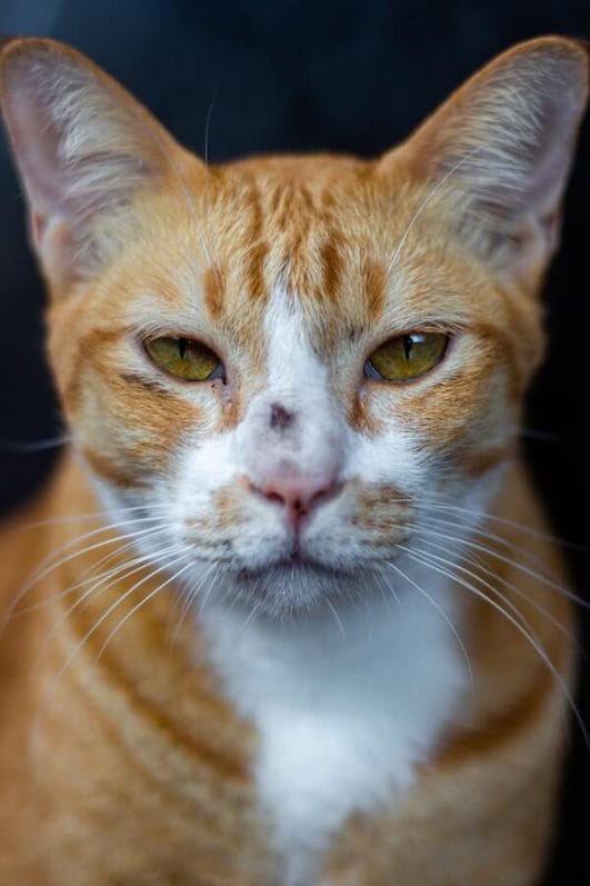 How To Treat Cat Abscess At Home A Cat Owner's Guide