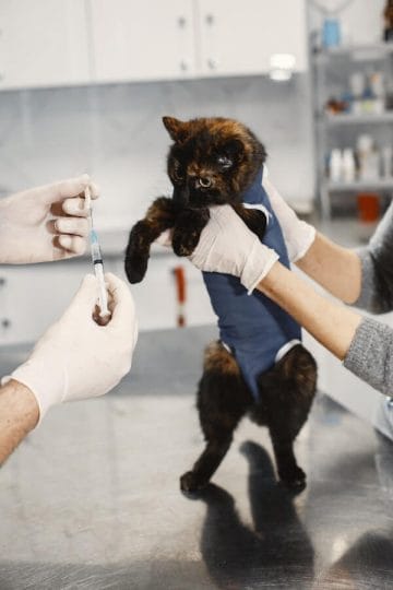How To Treat Cat Abscess At Home: A Cat Owner's Guide