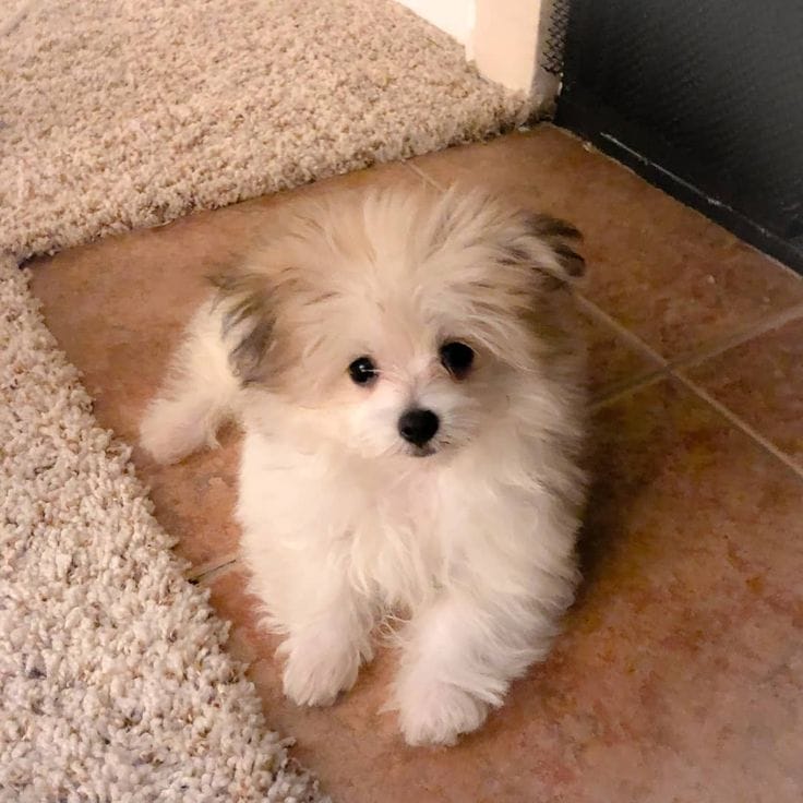 maltipom