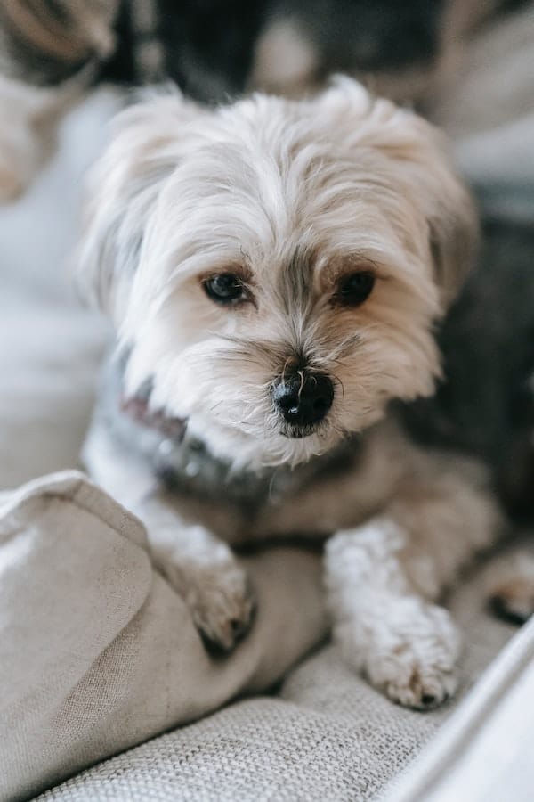 morkie