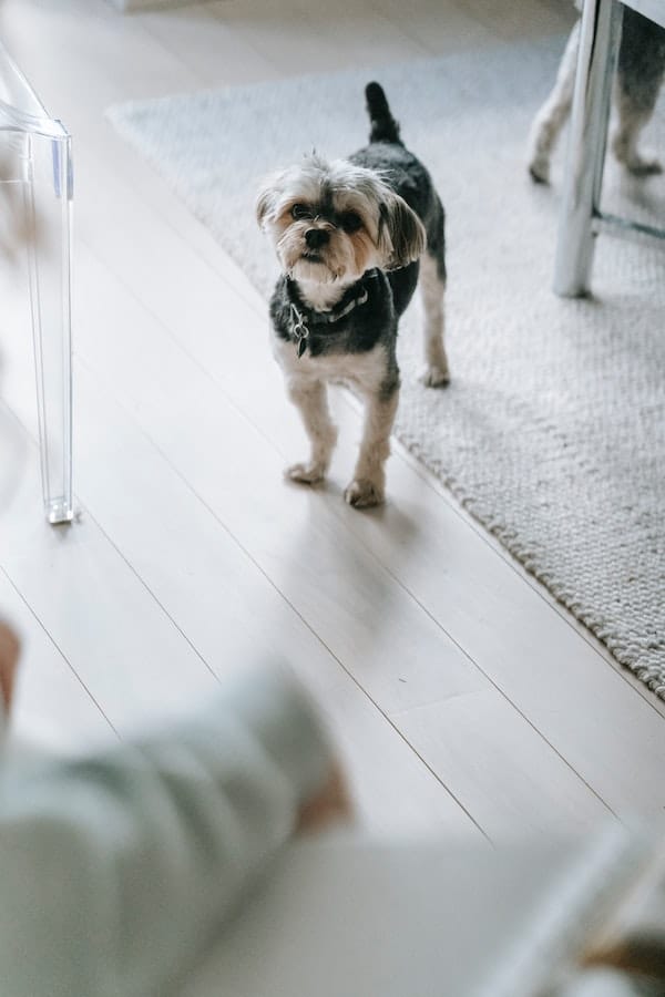 morkie