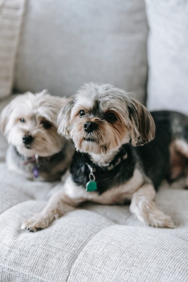 morkie