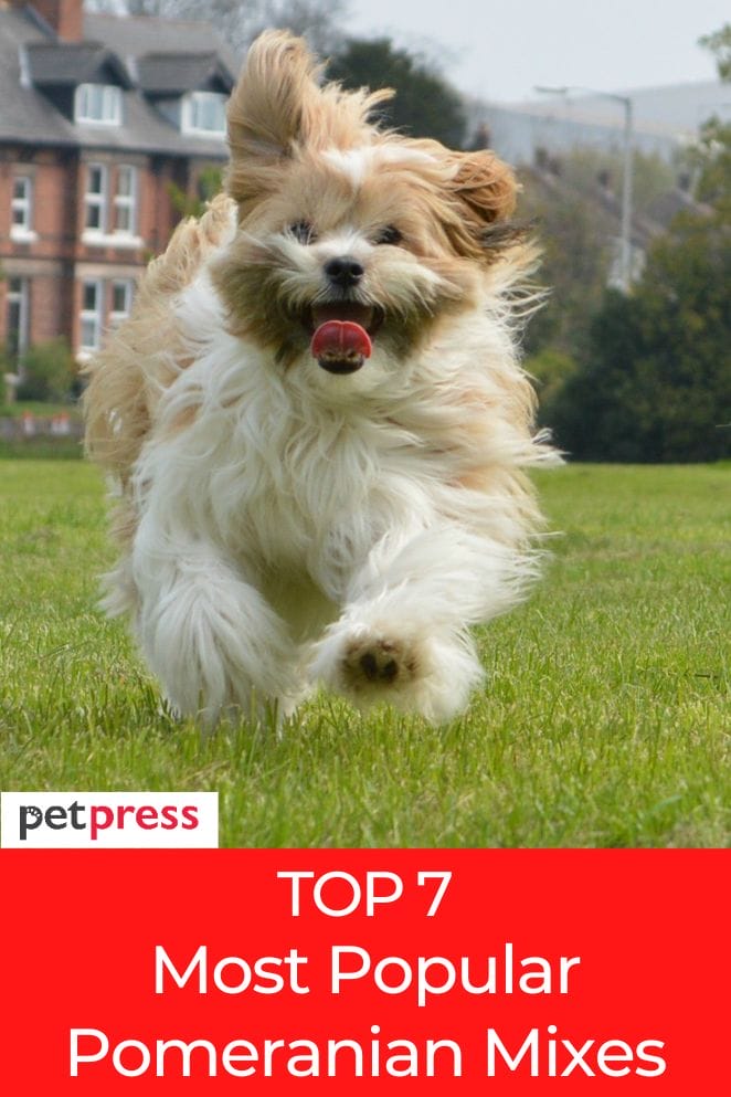 most popular Pomeranian mix dogs