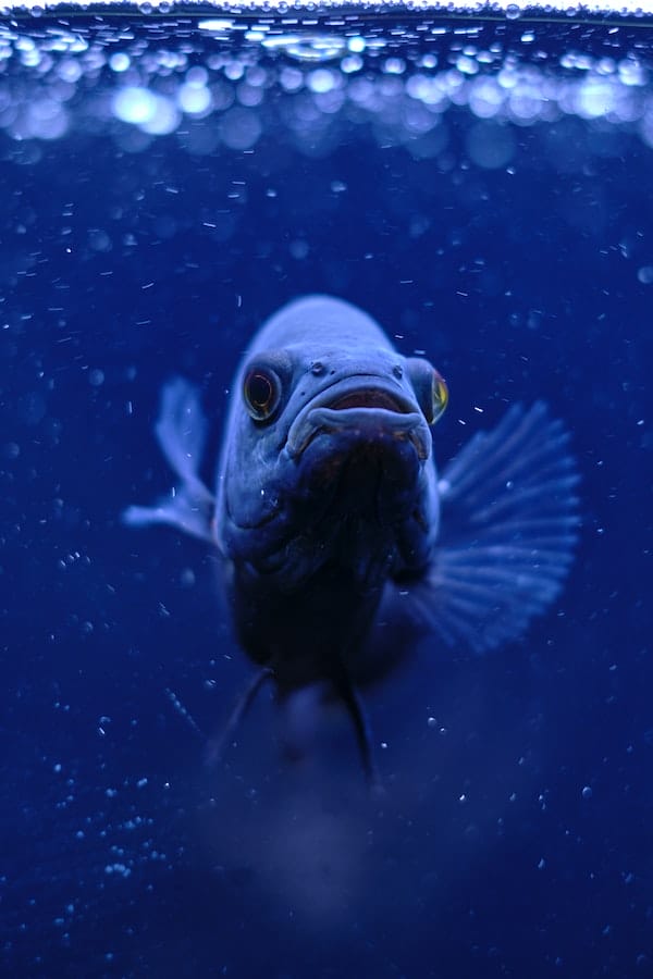 oscar-fish