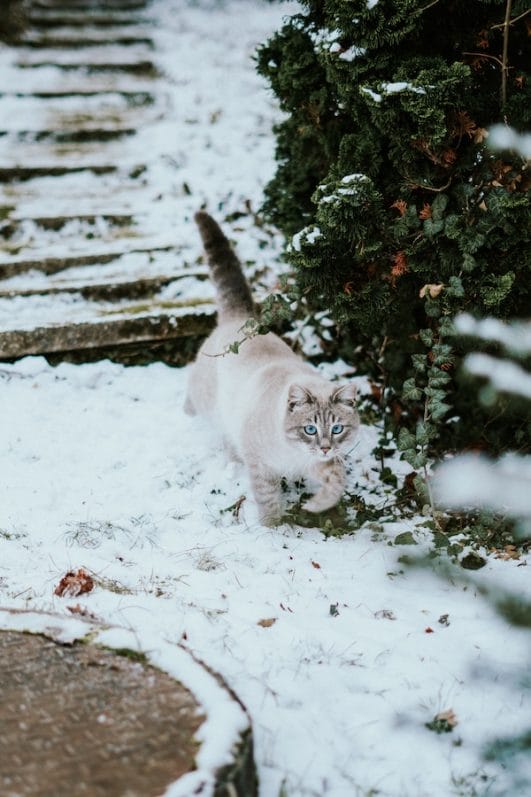 7 Essential Tips on How to Keep Outdoor Cats Warm in Winter