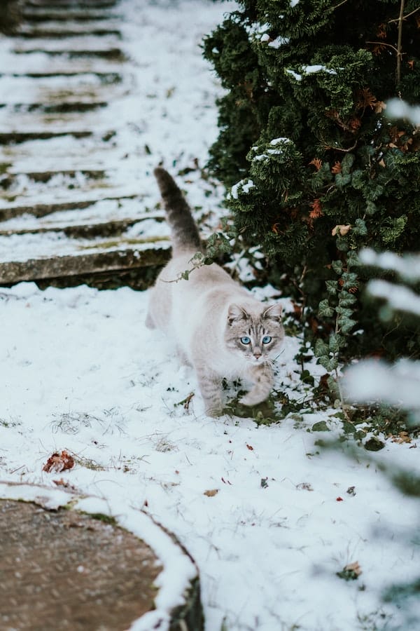 outdoor-cat-in-winter