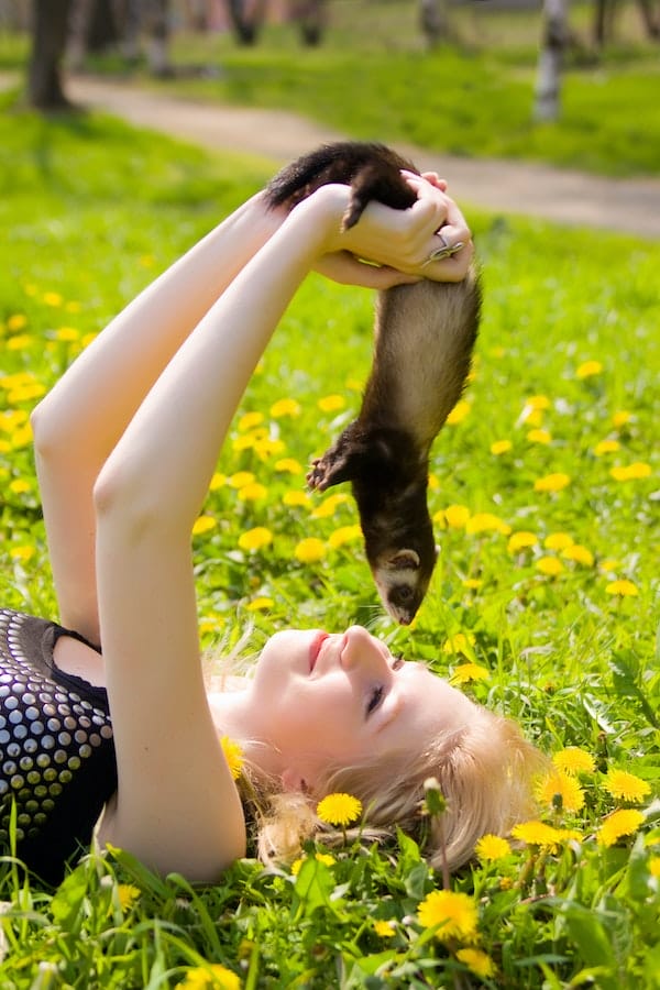 pet-ferret