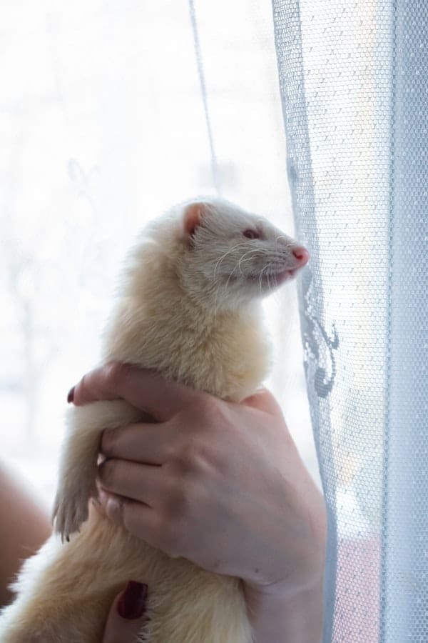 pet-ferret