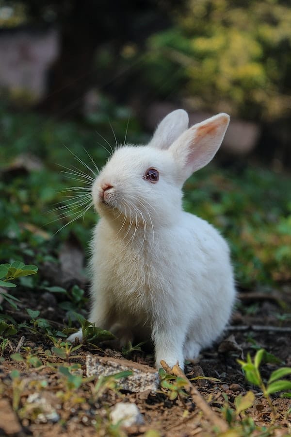 rabbit-as-pet