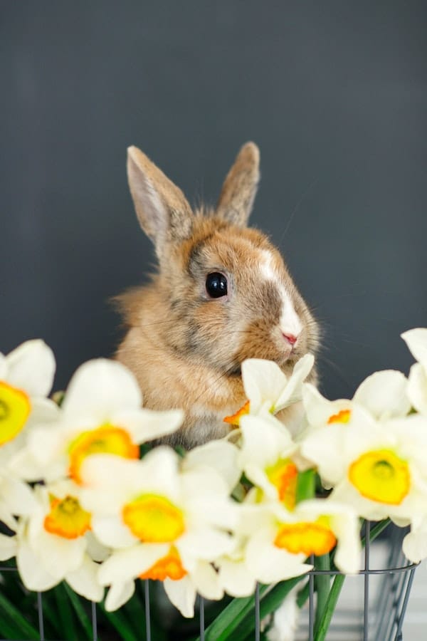 rabbit-cute