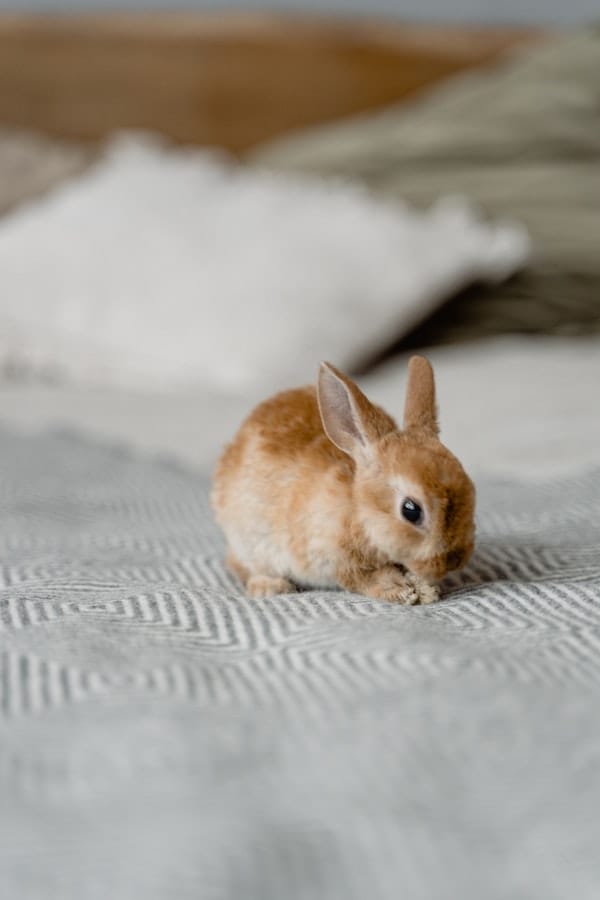 rabbit-on-bed