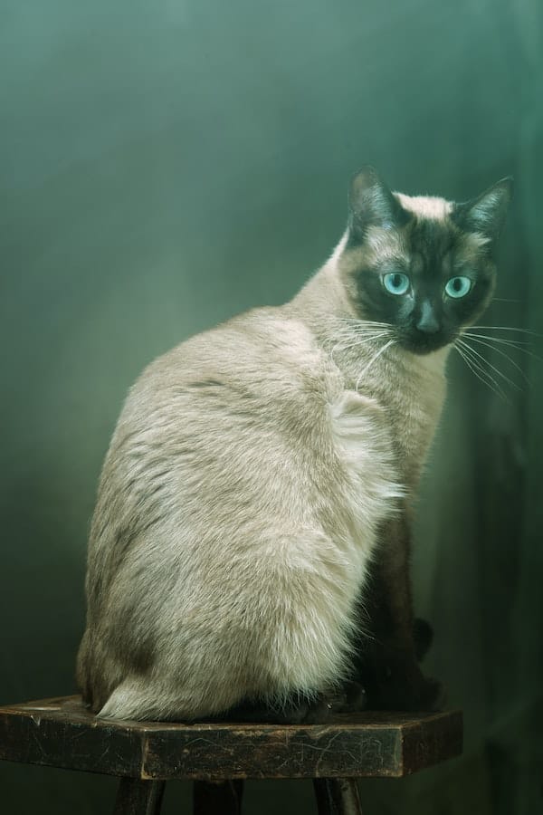 siamese-cat