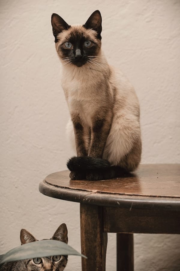 siamese-cat