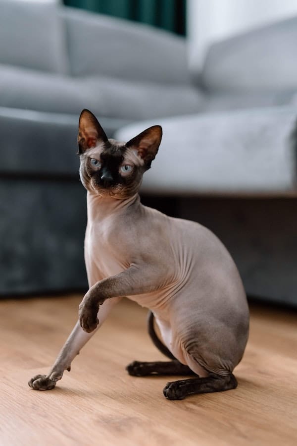 sphynx-cat