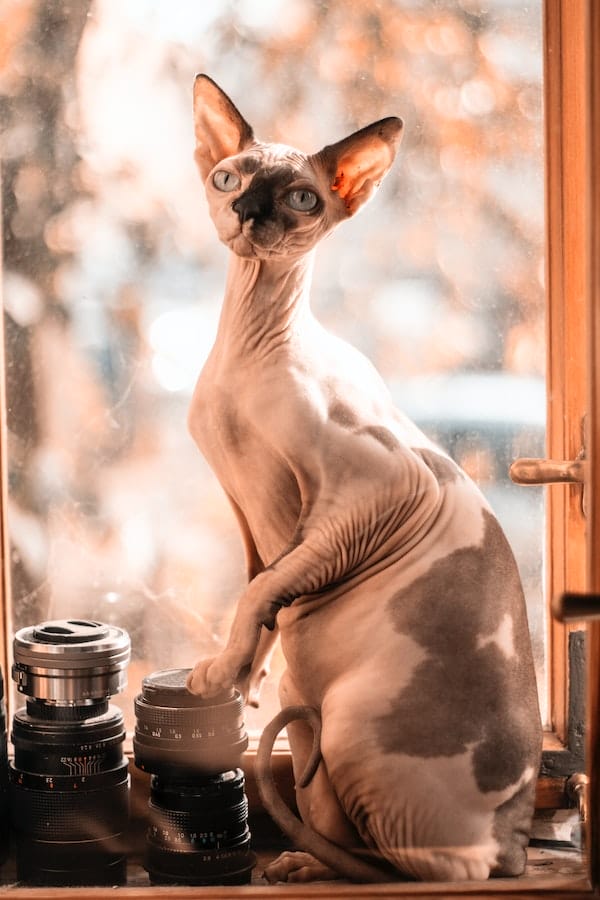 sphynx-cat