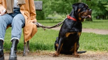 types of dog leashes