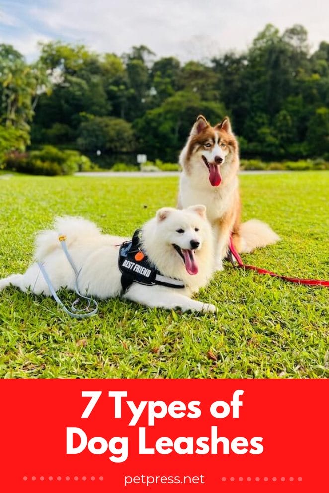 7 Different Types of Dog Leashes & How to Choose the Right One