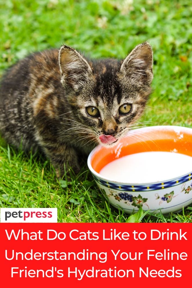 what do cats like to drink
