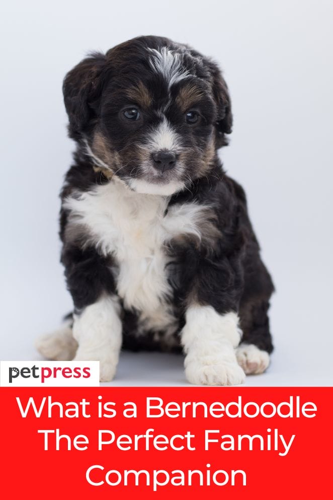 what is a bernedoodle