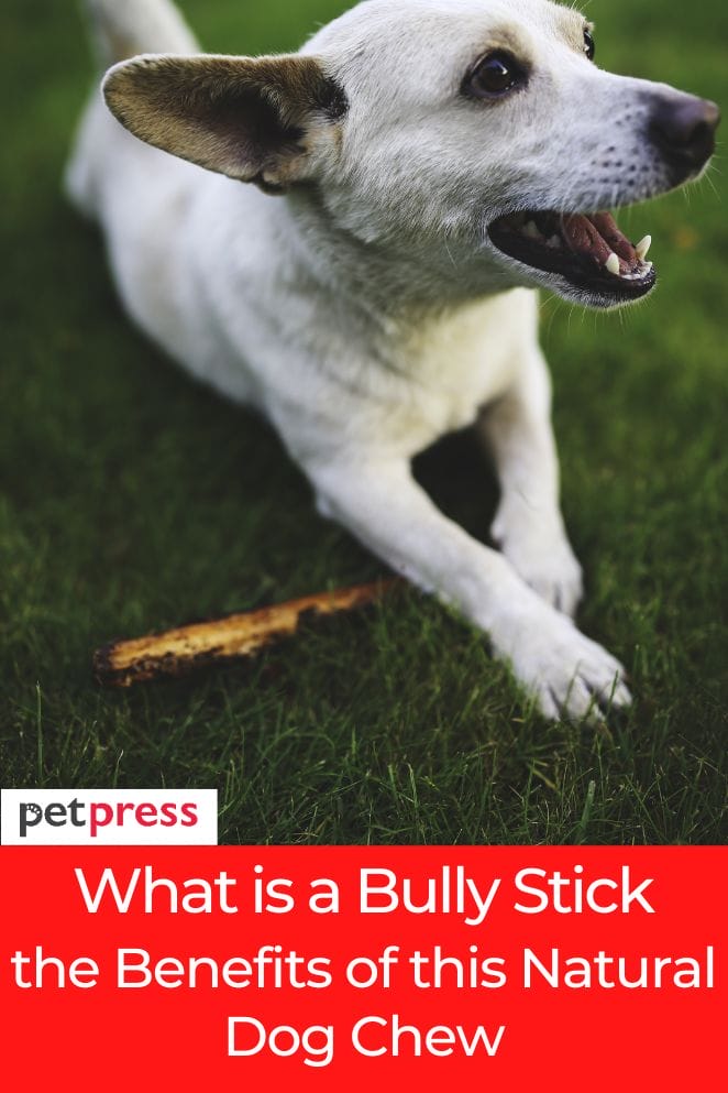 what is a bully stick
