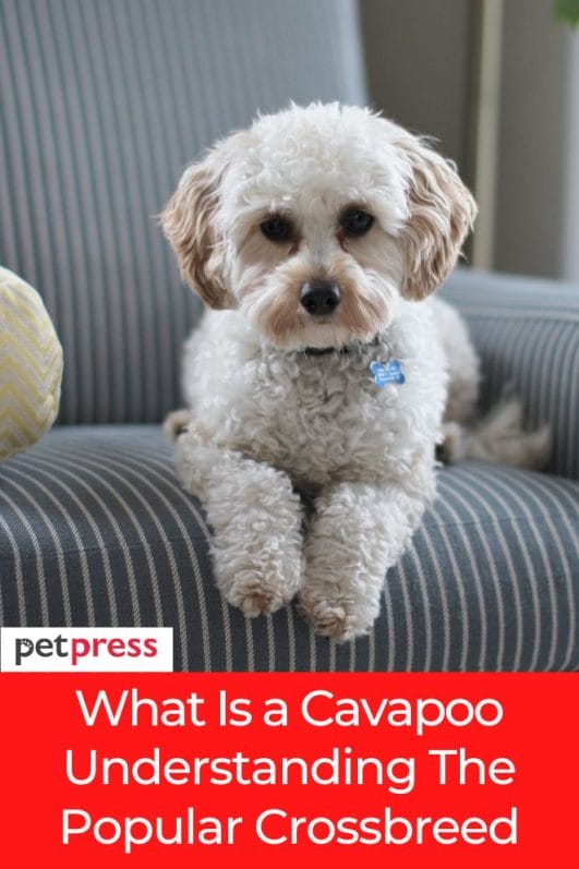 What Is a Cavapoo? Understanding The Popular Crossbreed