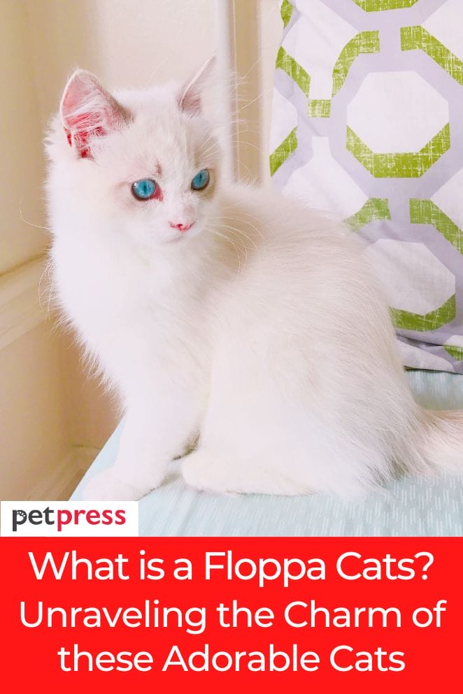 what is a floppa cat