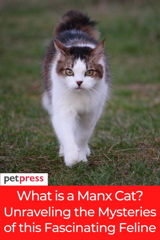what is a manx cat